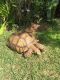 African Spurred Tortoise Reptiles for sale in Anza Street, Melbourne, FL 32940, USA. price: $750