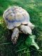 African Spurred Tortoise Reptiles for sale in Glendale, AZ, USA. price: $600