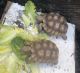 African Spurred Tortoise Reptiles for sale in Pittsburg, CA, USA. price: $300