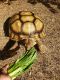 African Spurred Tortoise Reptiles for sale in Cedar Park, TX, USA. price: $1,500