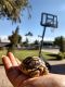 African Spurred Tortoise Reptiles for sale in Avondale, AZ, USA. price: $70