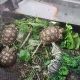 African Spurred Tortoise Reptiles for sale in 1418 Fairmont St, Clearwater, FL 33755, USA. price: $100