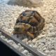 African Spurred Tortoise Reptiles for sale in Los Angeles, CA, USA. price: NA