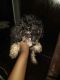 Africanis Puppies for sale in Chicago, IL, USA. price: $300
