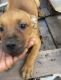 Africanis Puppies for sale in Miami, FL, USA. price: $150