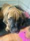 Africanis Puppies for sale in Bushwick, Brooklyn, NY, USA. price: NA