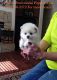 Africanis Puppies for sale in Chicago, IL, USA. price: NA