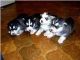 Africanis Puppies for sale in Des Moines, IA, USA. price: NA