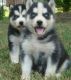Africanis Puppies for sale in San Francisco, CA, USA. price: NA