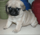 Africanis Puppies for sale in Nowa Sol, Poland. price: NA