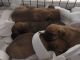 Africanis Puppies for sale in Phoenix, AZ, USA. price: NA