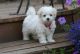 Africanis Puppies for sale in Montgomery, AL, USA. price: NA