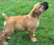 Africanis Puppies for sale in Anchorage, AK, USA. price: NA