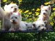Africanis Puppies for sale in Columbus, OH, USA. price: NA