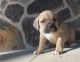 Africanis Puppies for sale in Seattle, WA 98103, USA. price: NA