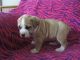 Africanis Puppies for sale in Baltic, OH 43804, USA. price: NA