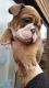 Africanis Puppies for sale in San Diego, CA, USA. price: NA