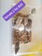 Agag Gerbil Rodents for sale in Guthrie, OK, USA. price: NA