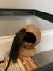 Agag Gerbil Rodents for sale in New Bedford, MA, USA. price: $100