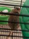 Agag Gerbil Rodents