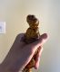 Agama Reptiles for sale in Nesconset, NY 11767, USA. price: NA