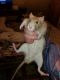 Agile Kangaroo Rat Rodents