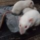 Agouti Rodents for sale in Magna, UT 84044, USA. price: NA