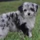 Aidi Puppies for sale in Arden, DE 19810, USA. price: NA