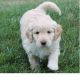 Aidi Puppies for sale in Black River Falls, WI 54615, USA. price: NA