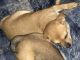 Aidi Puppies for sale in Milwaukee, WI, USA. price: NA