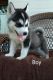 Aidi Puppies for sale in Victorville, CA 92394, USA. price: $800