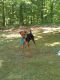 Airedale Terrier Puppies for sale in Church Hill, TN 37642, USA. price: NA