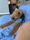 Airedale Terrier Puppies for sale in Madison, AL, USA. price: $1,800