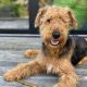 Airedale Terrier Puppies for sale in Caney, KS 67333, USA. price: NA