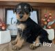 Airedale Terrier Puppies for sale in Elba, NY, USA. price: NA