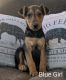 Airedale Terrier Puppies for sale in Elba, NY, USA. price: NA