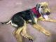 Airedale Terrier Puppies for sale in Norfolk, VA, USA. price: NA