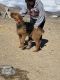 Airedale Terrier Puppies for sale in Challis, ID 83226, USA. price: NA