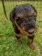 Airedale Terrier Puppies for sale in Louisburg, NC 27549, USA. price: NA