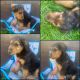 Airedale Terrier Puppies for sale in North Parkersburg, WV 26104, USA. price: NA