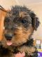 Airedale Terrier Puppies for sale in Pulaski, TN 38478, USA. price: $625