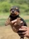 Airedale Terrier Puppies for sale in Valliant, OK 74764, USA. price: $850
