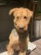 Airedale Terrier Puppies