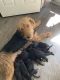 Airedale Terrier Puppies for sale in Elma, NY 14059, USA. price: $1,200