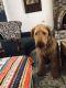 Airedale Terrier Puppies for sale in El Paso, TX, USA. price: $400