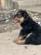 Airedale Terrier Puppies for sale in Oklahoma City, OK, USA. price: $1,000