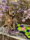 Airedale Terrier Puppies for sale in Ridgecrest, CA 93555, USA. price: $1,000