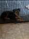 Airedale Terrier Puppies for sale in Holly, CO 81047, USA. price: $1,300