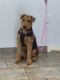 Airedale Terrier Puppies for sale in Green Bay, WI, USA. price: NA