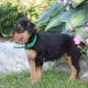 Airedale Terrier Puppies for sale in Dallas, TX, USA. price: $600